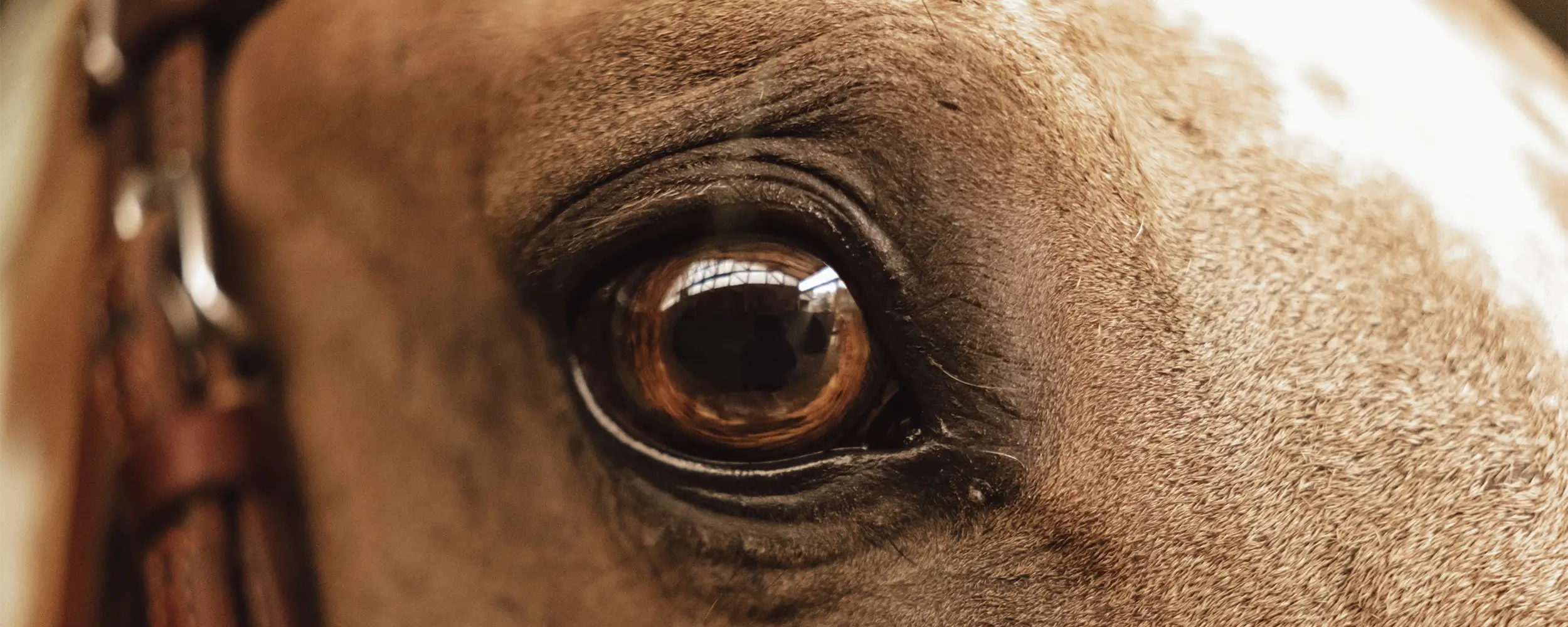 Mirijam-Stark-Mka-Horsemanship-Trainerin-Bodenarbeit-Ehingen-Süddeutschland
